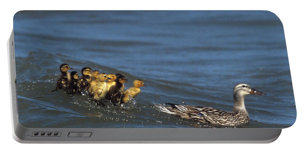 Distressed Ducklings Portable Battery Charger featuring the photograph Don't Bother Mother by John Harmon