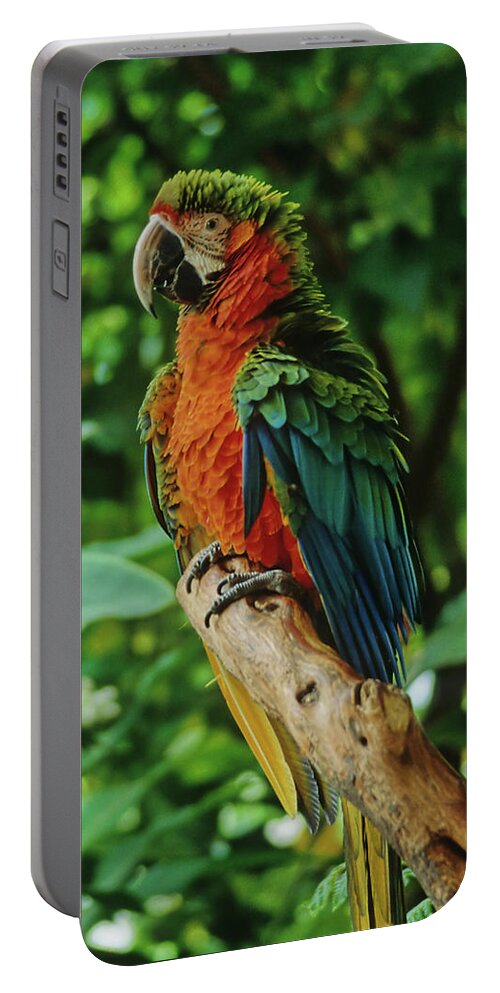Parrot Portable Battery Charger featuring the photograph Don't Ruffle My Feathers by Marie Hicks