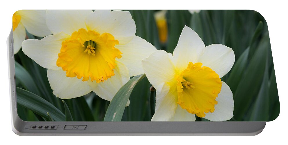 Daffodils Portable Battery Charger featuring the photograph Double Daffodils by Holden The Moment