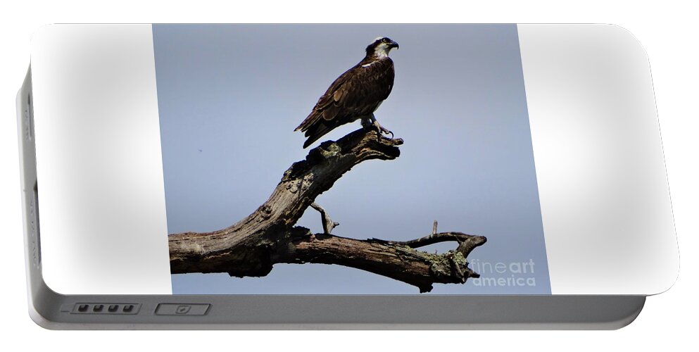 Osprey Lake St Catherine Poultney Wells Vermont Portable Battery Charger featuring the photograph Double Perches by Karen Velsor