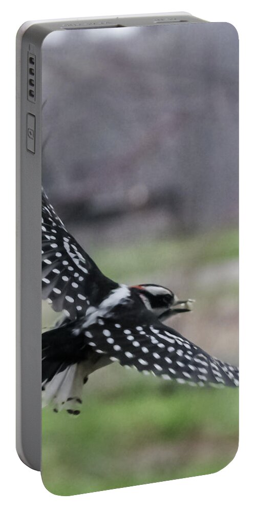 Jan Portable Battery Charger featuring the photograph Downy Woodpecker in Flight by Holden The Moment