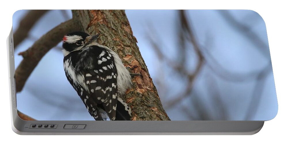 Woodpecker Portable Battery Charger featuring the photograph Downy Woodpecker by Living Color Photography Lorraine Lynch