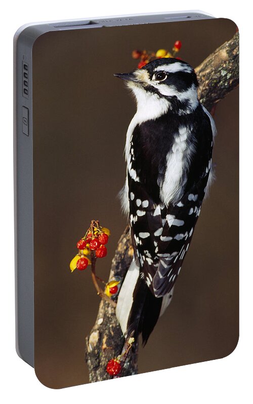 Photography Portable Battery Charger featuring the photograph Downy Woodpecker On Tree Branch by Panoramic Images