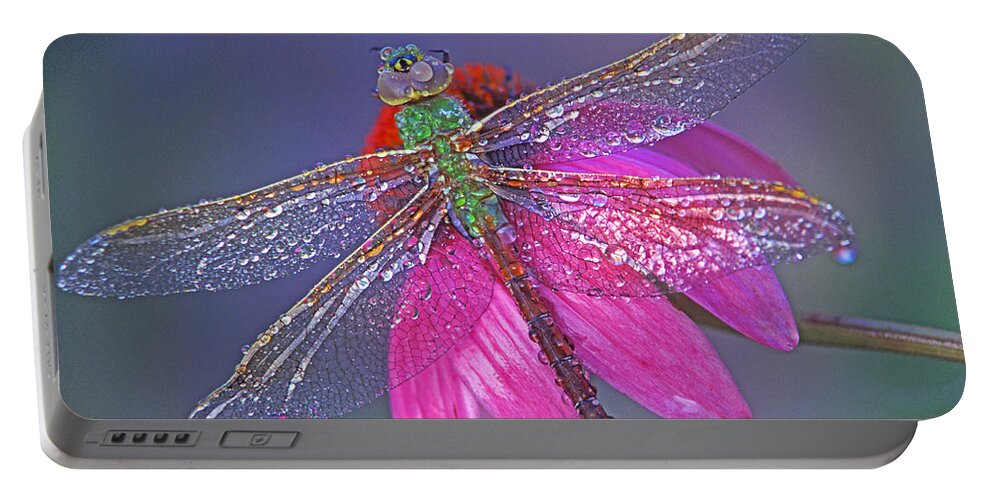 Dew Covered Dragonfly Rests On Purple Cone Flower Portable Battery Charger featuring the photograph Dreaming Dragon by Bill Morgenstern