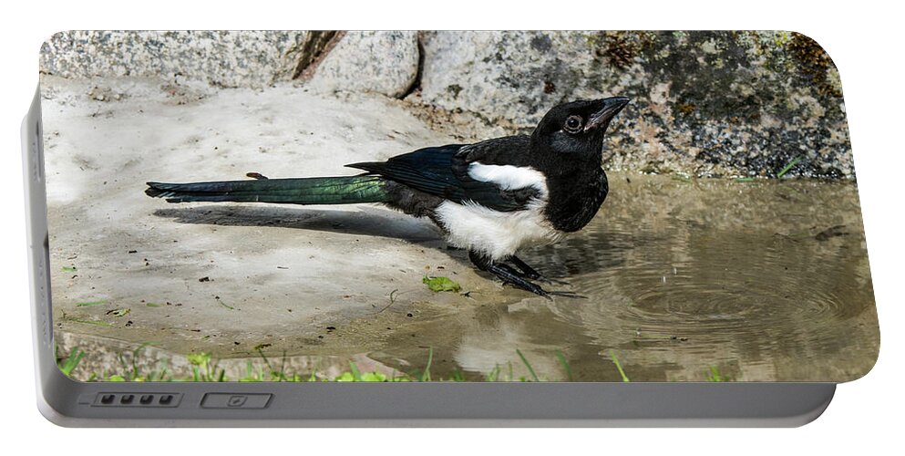 Drinking Magpie Portable Battery Charger featuring the photograph Drinking by Torbjorn Swenelius