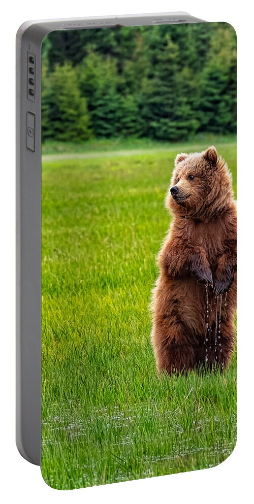 Bear Portable Battery Charger featuring the photograph Dripping Wet Bear Cub by Roberta Kayne