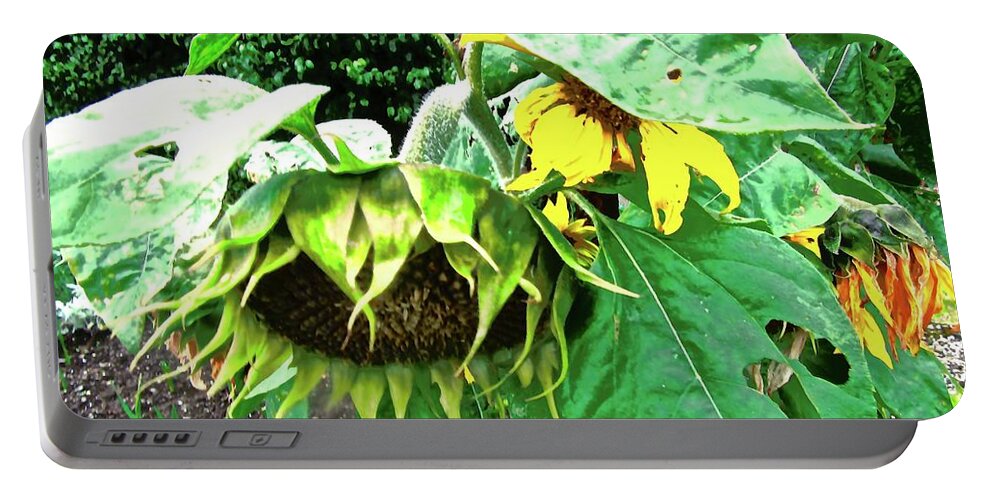 Sunflowers Portable Battery Charger featuring the photograph Drooping Sunflowers by Stephanie Moore