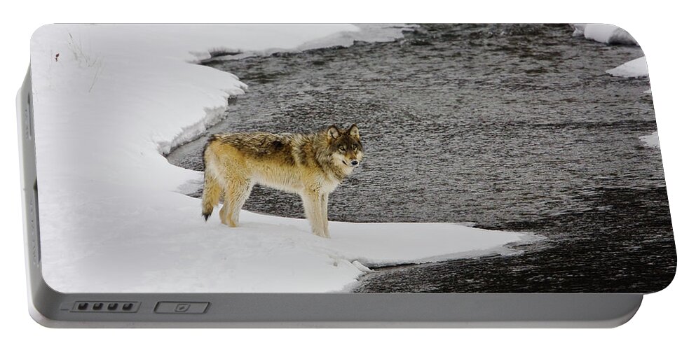 Wolf Portable Battery Charger featuring the photograph Druid by Soda Butte Creek by Mark Miller