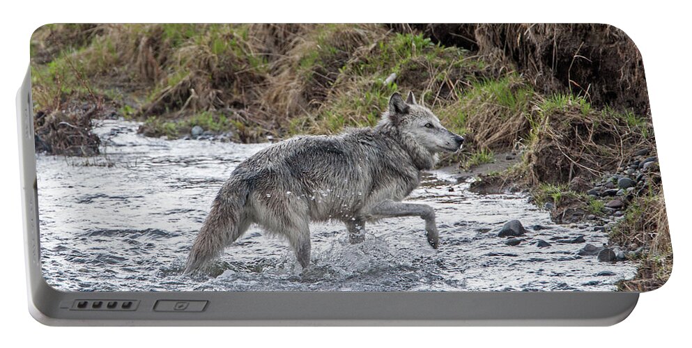 Wolf Portable Battery Charger featuring the photograph Druid Wolf 21M in Soda Butte Creek by Mark Miller