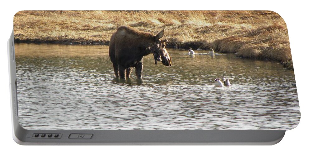 Animal Portable Battery Charger featuring the photograph Ducks - Moose Rollinsville CO by Margarethe Binkley