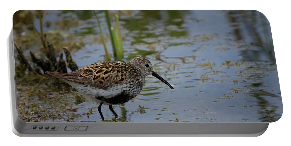 Gary Hall Portable Battery Charger featuring the photograph Dunlin 3 by Gary Hall