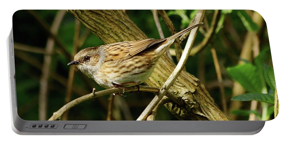 Dunnock Portable Battery Charger featuring the photograph Dunnock in a Hedgerow by Jeff Townsend