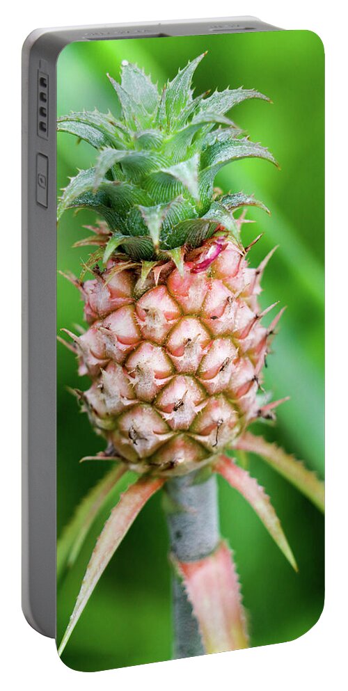 Pineapple Portable Battery Charger featuring the photograph Dwarf Pineapple II by Mary Anne Delgado