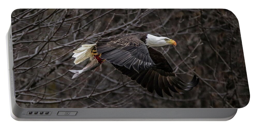 Bald Eagle Portable Battery Charger featuring the photograph Eagle Fisher by Ray Congrove
