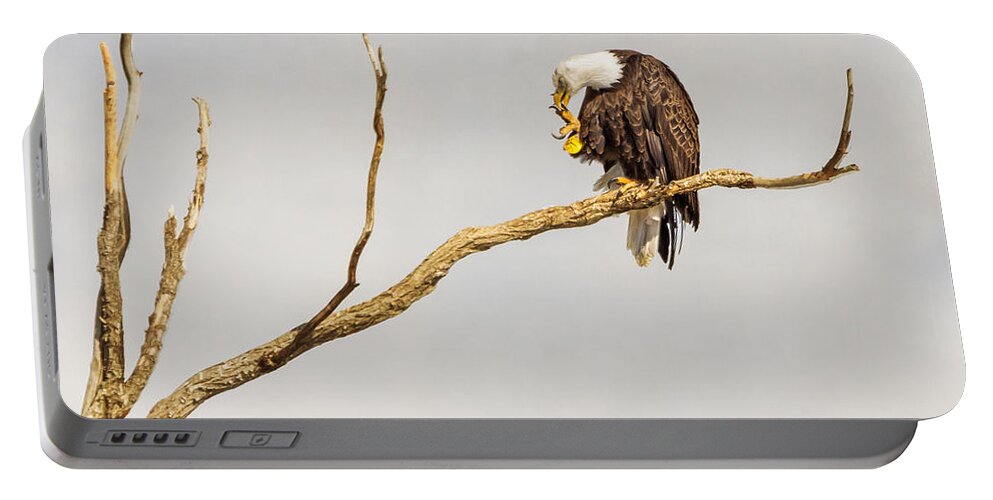 Eagle Portable Battery Charger featuring the photograph Eagle Nail Biting by James BO Insogna