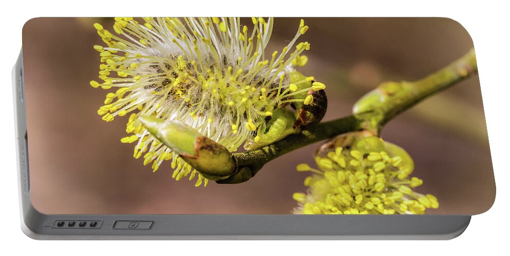 Spring Portable Battery Charger featuring the photograph Early Catkins by Nick Bywater