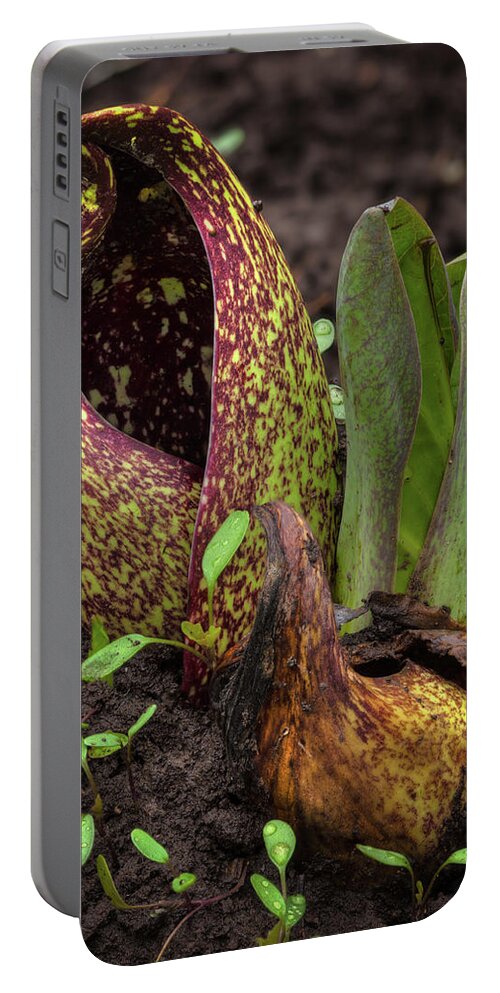 Symplocarpus Foetidus Portable Battery Charger featuring the photograph Early Spring Blossom by David Watkins