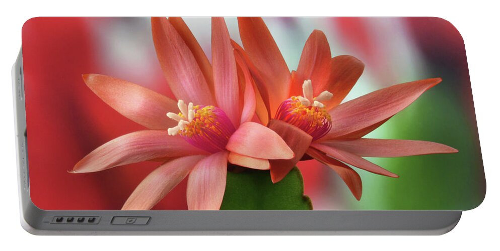 Easter Cactus Portable Battery Charger featuring the photograph Easter Cactus by Terence Davis