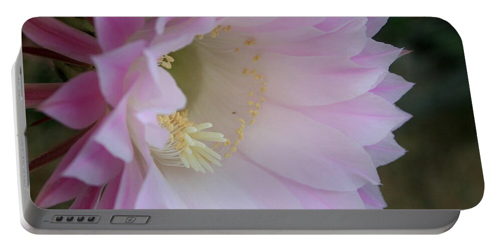 Cactus Portable Battery Charger featuring the photograph Easter Lily Cactus East by Marna Edwards Flavell