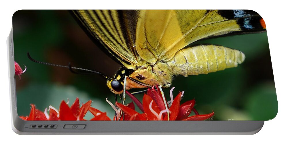 Eastern Tiger Swallowtail Portable Battery Charger featuring the photograph Eastern Tiger Swallowtail by Olga Hamilton