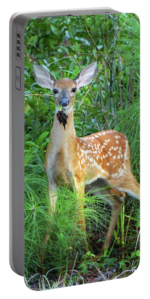 Deer Portable Battery Charger featuring the photograph Eating by Jerry Griffin