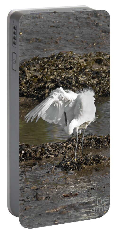 Bird Portable Battery Charger featuring the photograph Egret Preening by Terri Waters