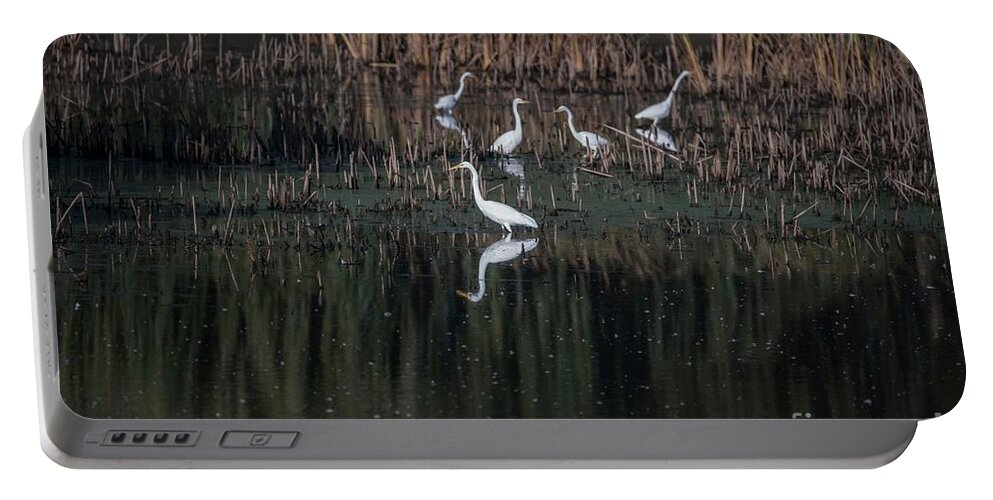 Egrets Portable Battery Charger featuring the photograph Egrets Breakfast Buffet by David Bearden
