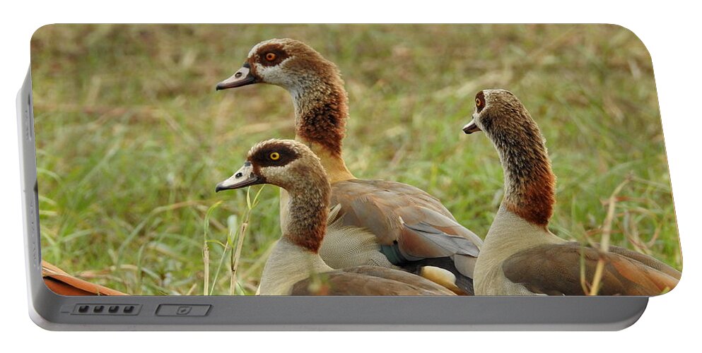 Geese Portable Battery Charger featuring the photograph Egyptian Geese by Betty-Anne McDonald