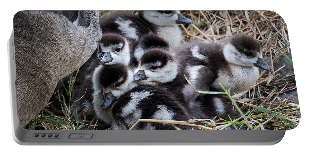 Photography Portable Battery Charger featuring the photograph Egyptian Goose Alopochen Aegyptiacus by Panoramic Images