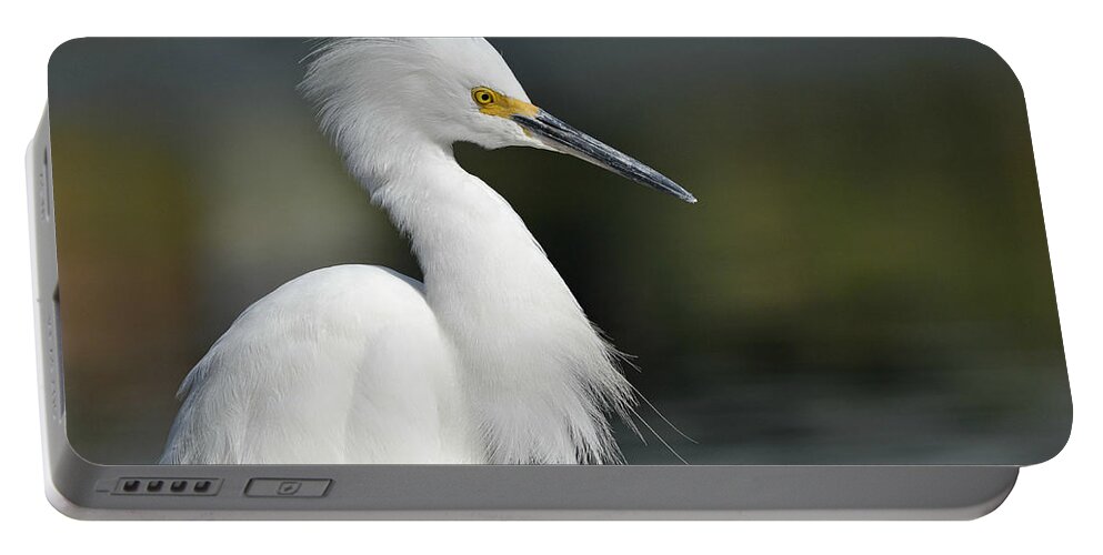 Snowy Egret Portable Battery Charger featuring the photograph Elegant Snowy by Fraida Gutovich