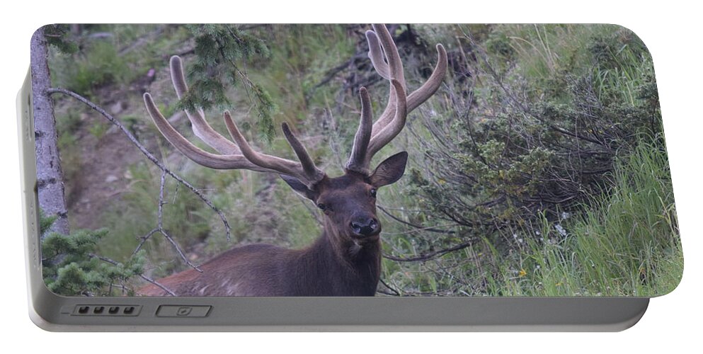 Animal Portable Battery Charger featuring the photograph Bull Elk RMNP CO #1 by Margarethe Binkley