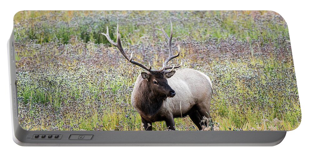 Yellowstone Portable Battery Charger featuring the photograph Elk in Wildflowers #1 by Scott Read