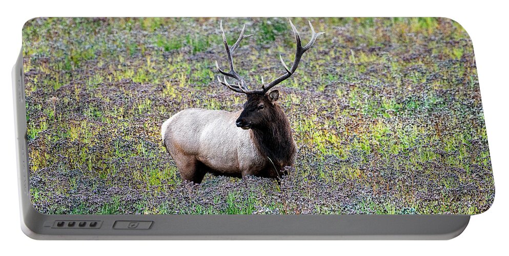 Yellowstone Portable Battery Charger featuring the photograph Elk in Wildflowers #2 by Scott Read