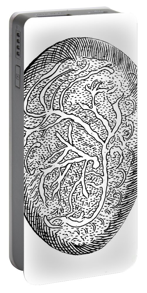 Human Portable Battery Charger featuring the photograph Embryonic Nerves, Illustration, 1671 by Wellcome Images