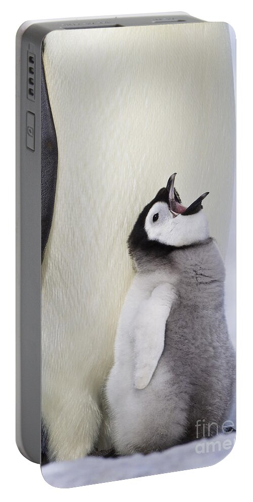 Emperor Penguin And Hungry Chick Portable Battery Charger by Jean-Louis  Klein & Marie-Luce Hubert - Fine Art America