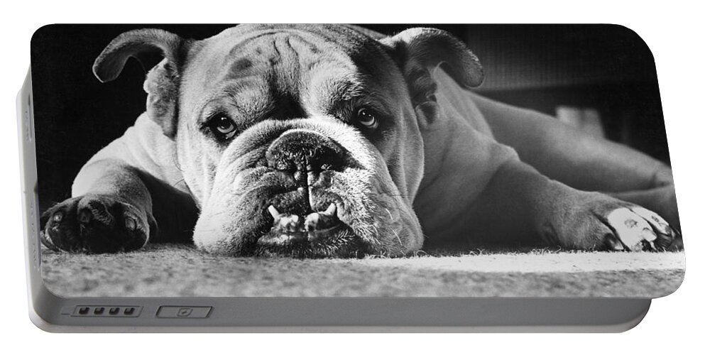 Animal Portable Battery Charger featuring the photograph English Bulldog by M E Browning and Photo Researchers