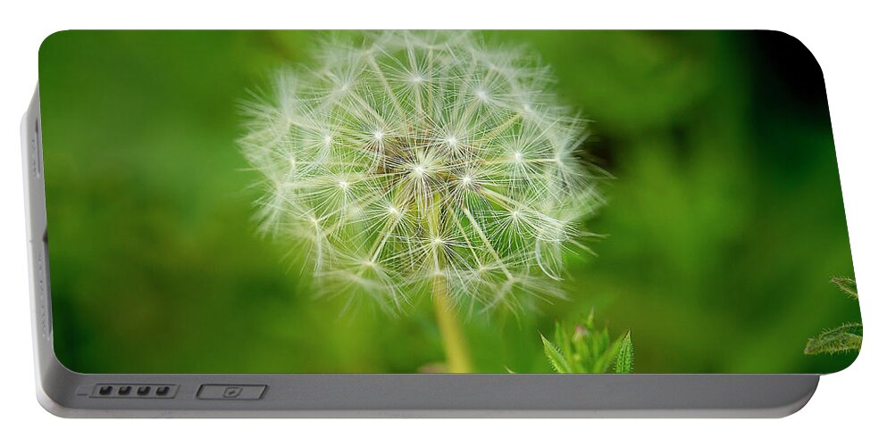 Dandelion Portable Battery Charger featuring the photograph Entirety of Dent-de-Lion. by Elena Perelman