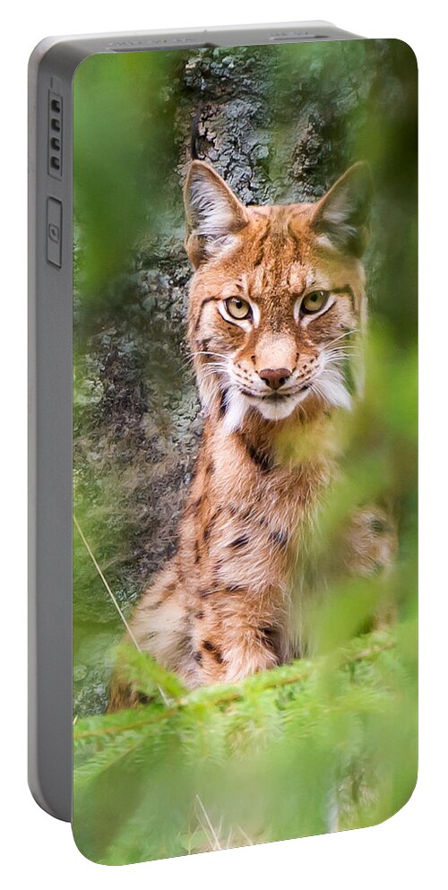 Eurasian Lynx Portable Battery Charger featuring the photograph Eurasian lynx by Torbjorn Swenelius