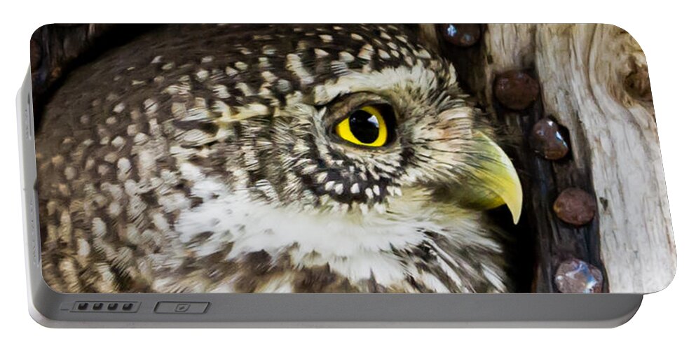 Eurasian Pygmy Owl Portable Battery Charger featuring the photograph Eurasian pygmy owl in profile by Torbjorn Swenelius