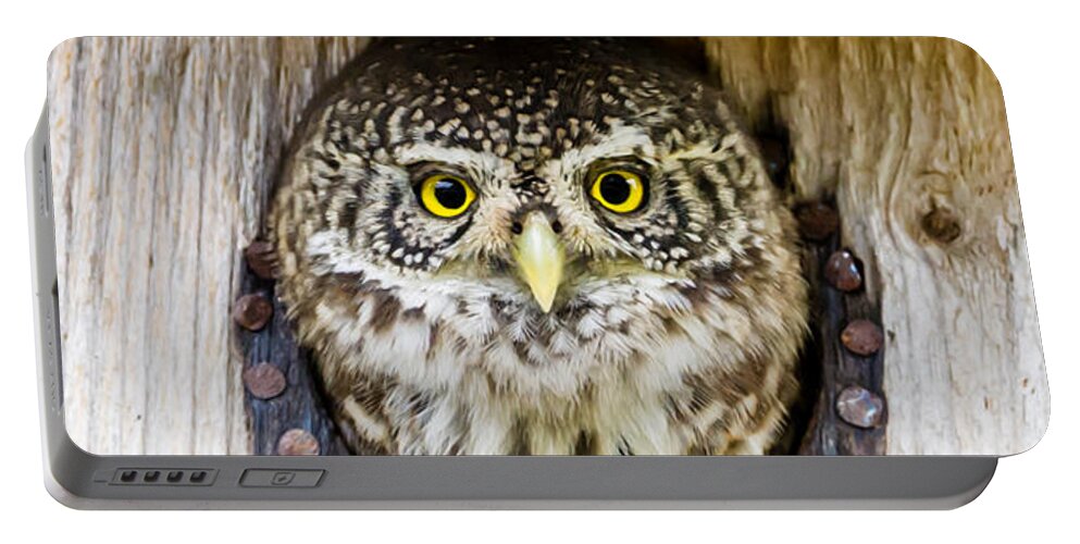 Eurasian Pygmy Owl Portable Battery Charger featuring the photograph Eurasian pygmy owl by Torbjorn Swenelius