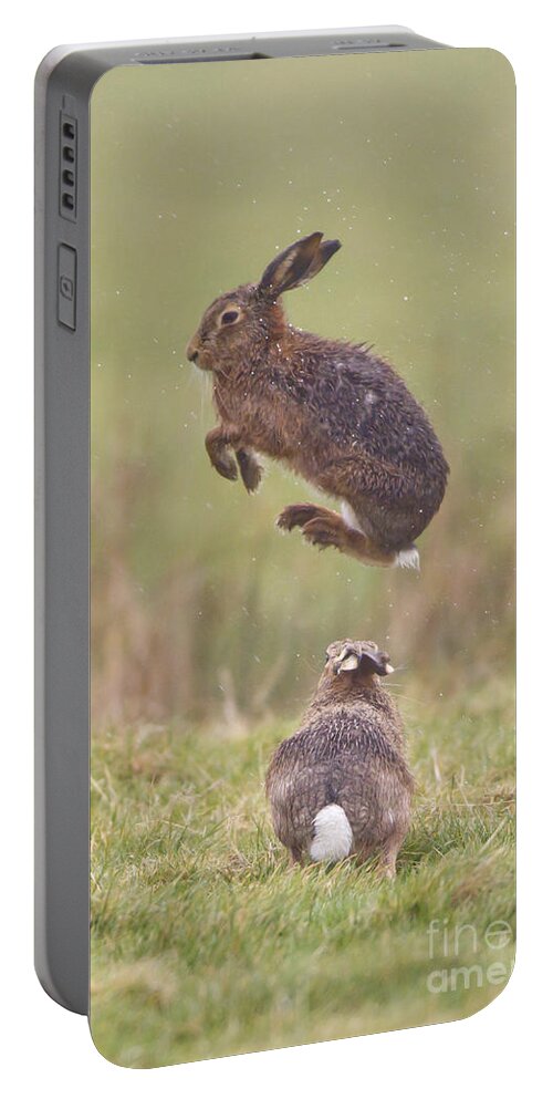 European Hares Portable Battery Charger featuring the photograph European Hares Boxing by Paul Sawer FLPA