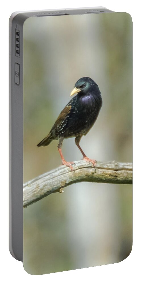 European Starling Portable Battery Charger featuring the photograph European Starling by Holden The Moment