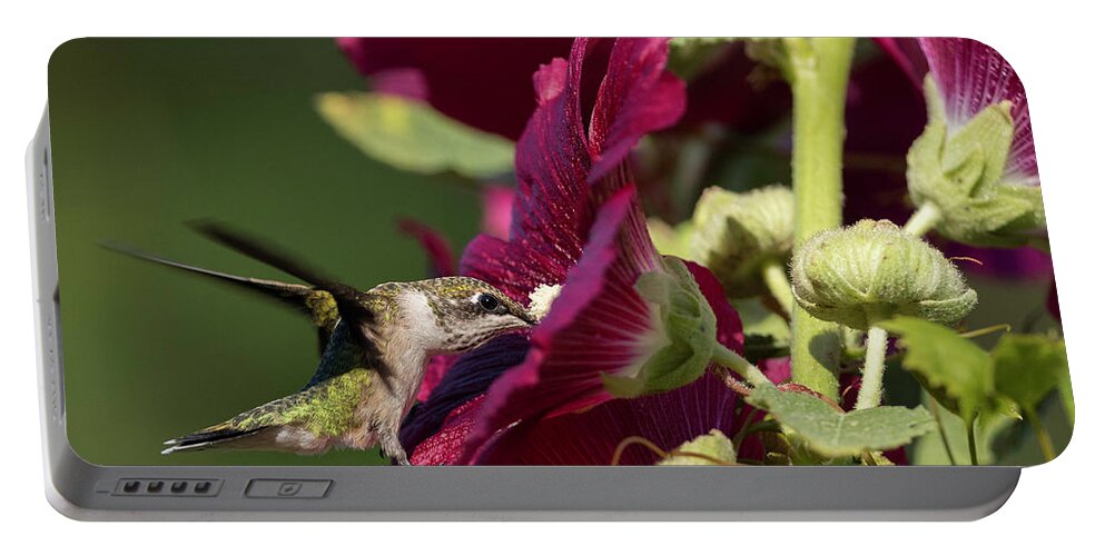 Hummingbird Portable Battery Charger featuring the photograph Evening Dining by Everet Regal