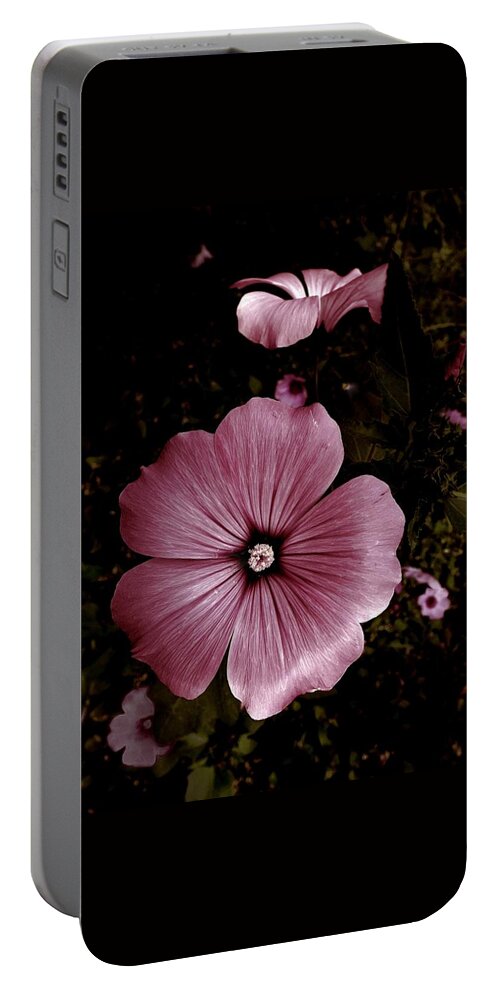 Flower Portable Battery Charger featuring the photograph Evening Rose Mallow by Danielle R T Haney