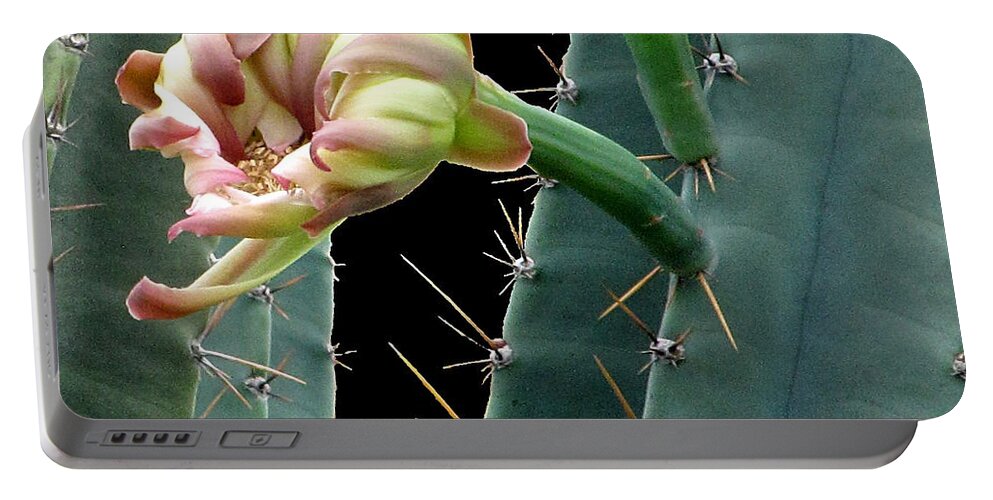 Cactus Portable Battery Charger featuring the photograph Every Cactus flower has it's thorns by Christopher Mercer