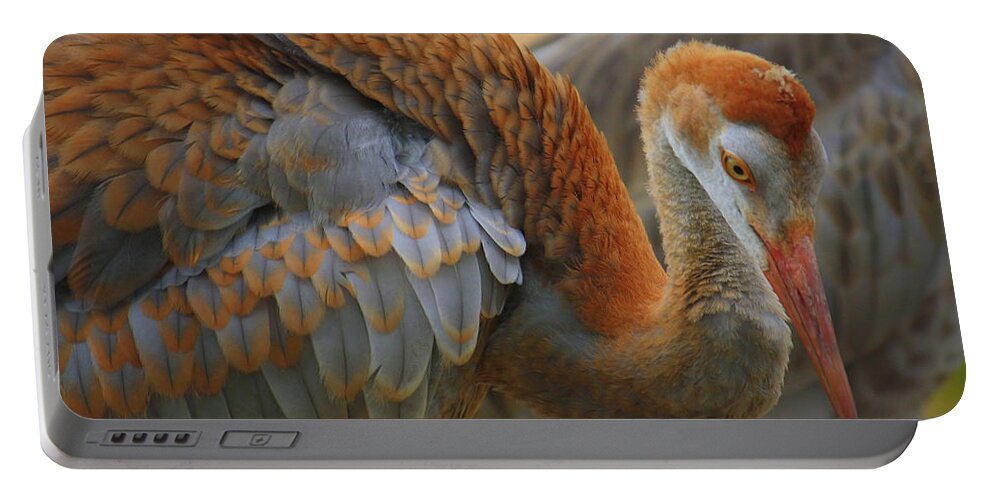 Sandhill Crane Portable Battery Charger featuring the photograph Evolving Sandhill Crane Beauty by Carol Groenen
