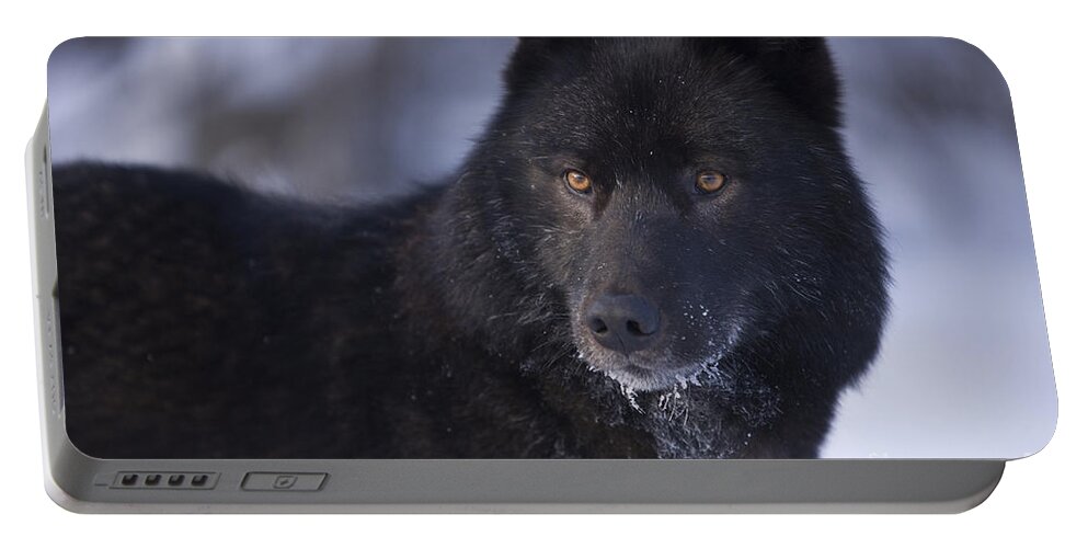 Adult Portable Battery Charger featuring the photograph Eyes of a Black Wolf by John Hyde - Printscapes