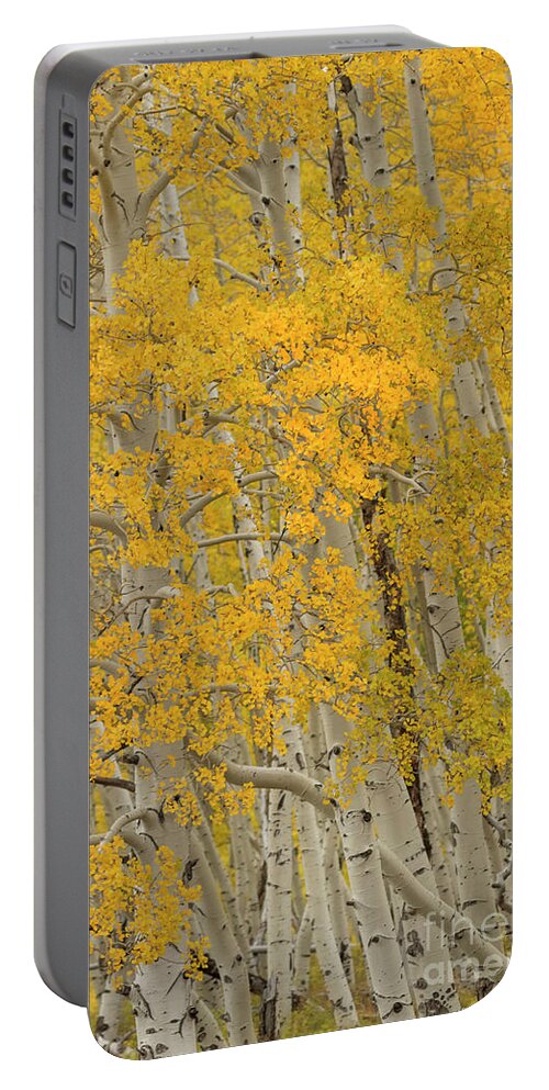Fall Portable Battery Charger featuring the photograph Fall Aspen Grove by Ronda Kimbrow