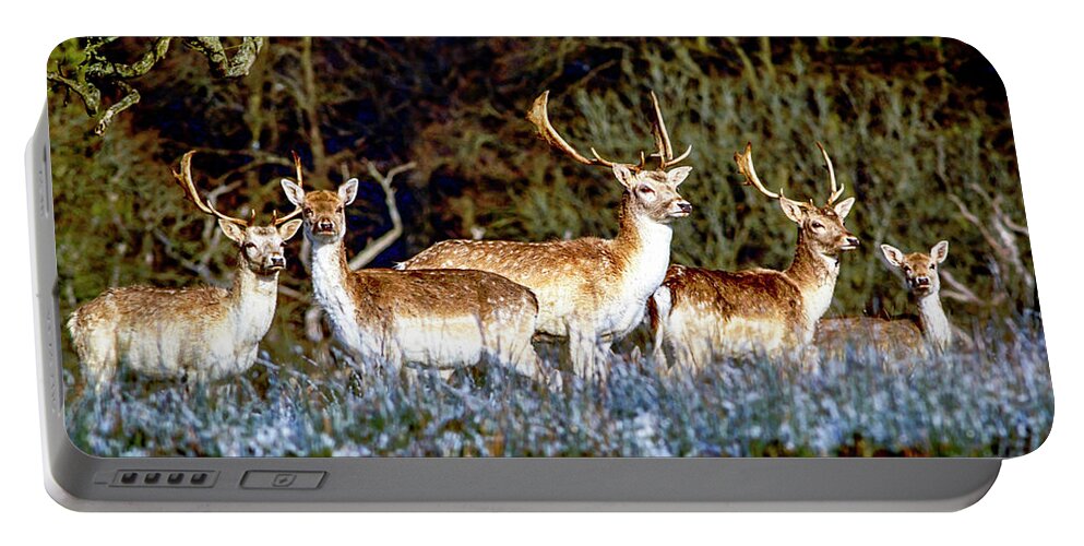Animal Portable Battery Charger featuring the photograph Fallow Deer in England by Chris Smith