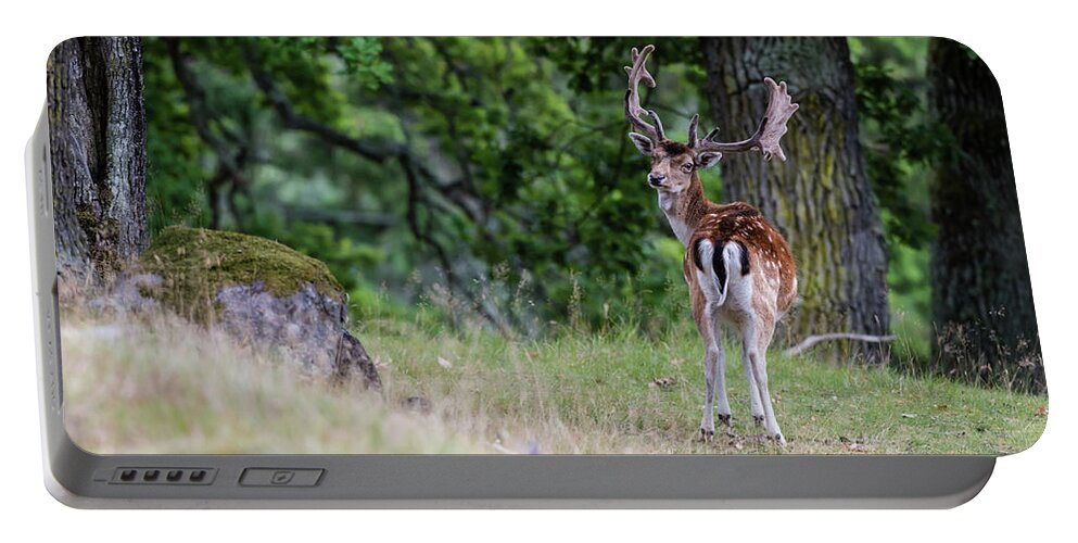 Fallow Deer Portable Battery Charger featuring the photograph Fallow deer by Torbjorn Swenelius